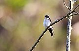 Blue-and-white Swallowborder=